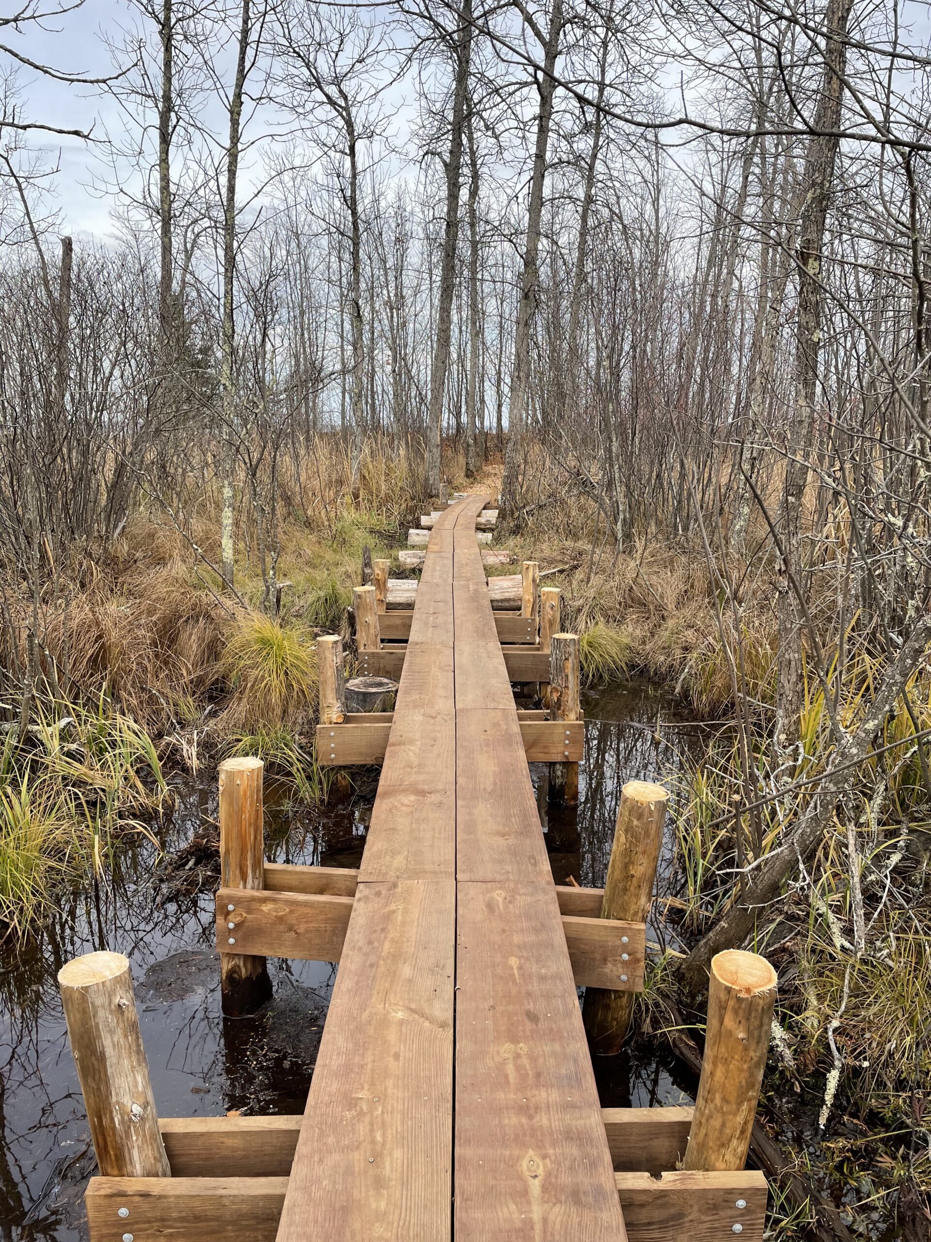 Boardwalk through wetlands at Eagle's Nest Community Forest in Marquette Township