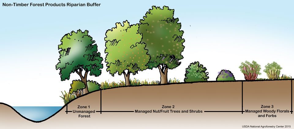 non-timber-forest-products-buffer