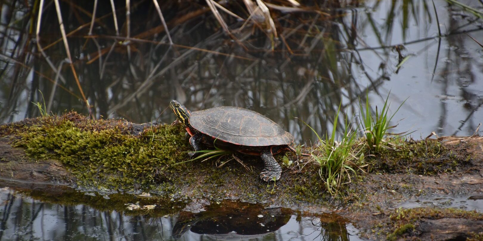 turtle - bog walk