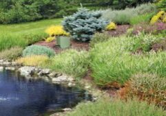 pond-buffer-photo